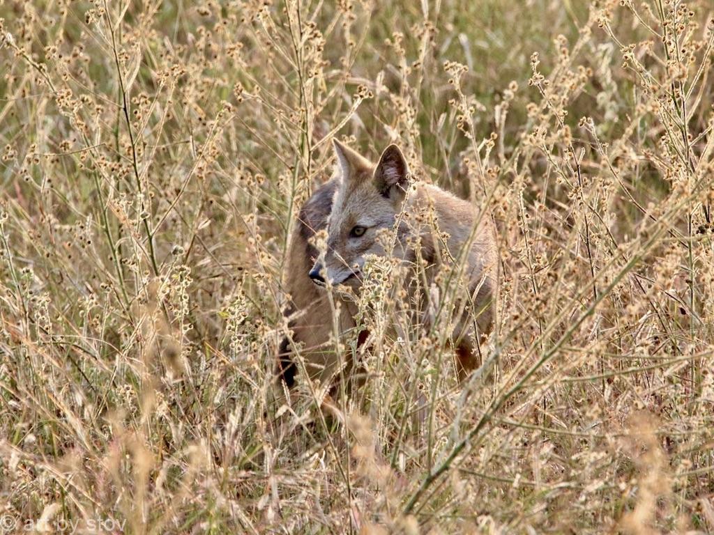 Bandhavgarh Jackal