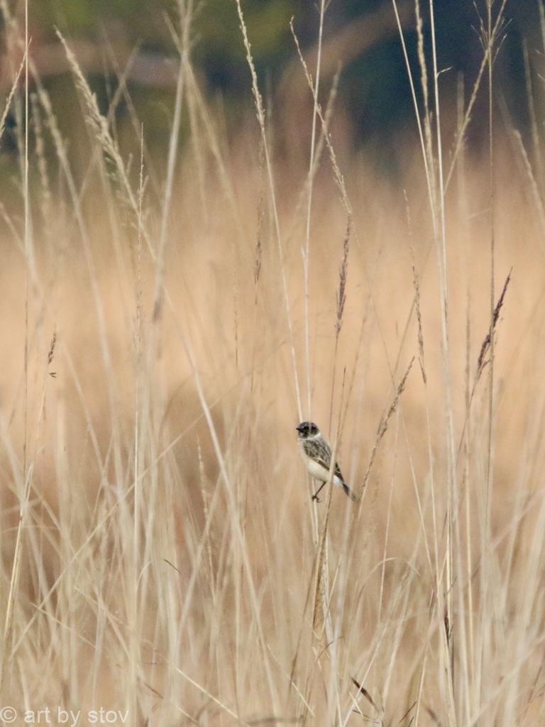 Syberian Reed Warbler