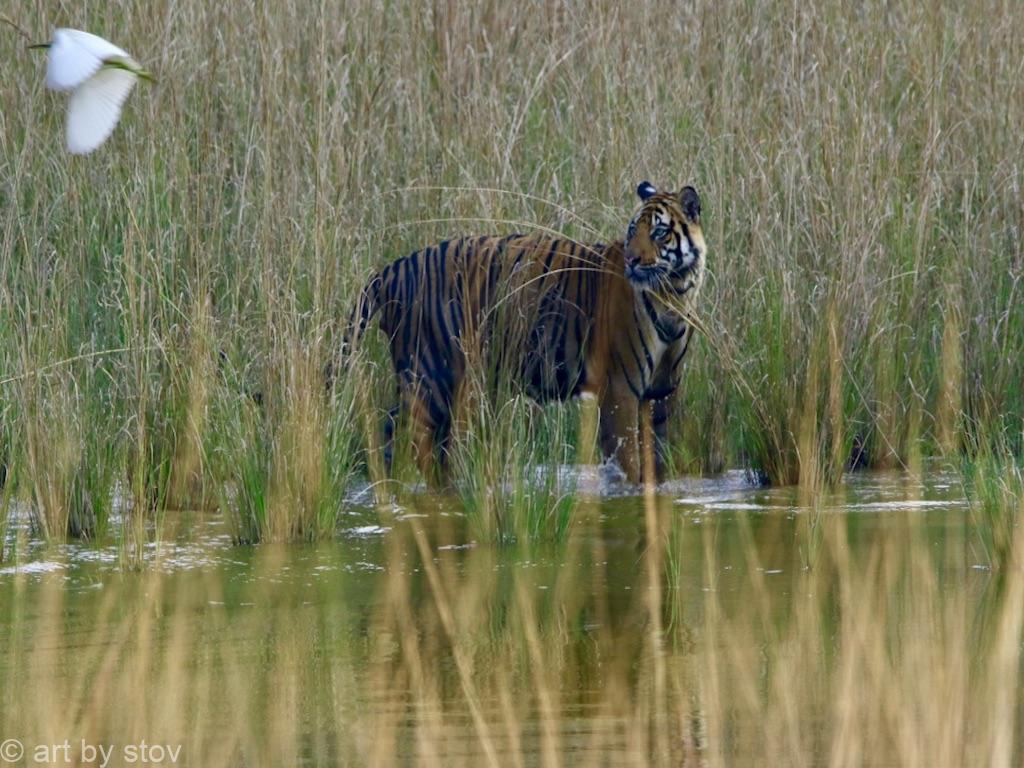 Tiger and Heron