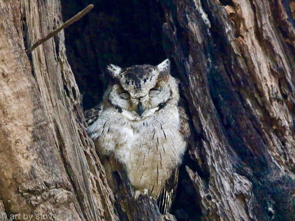 Indian Scops Owl