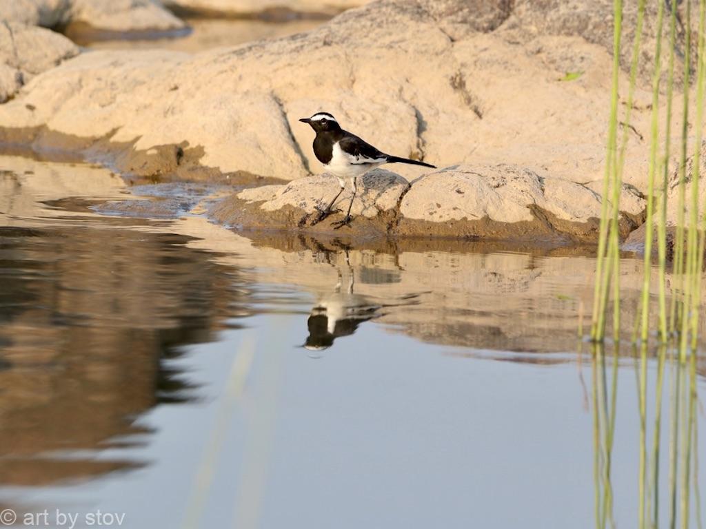 White browed wagtail