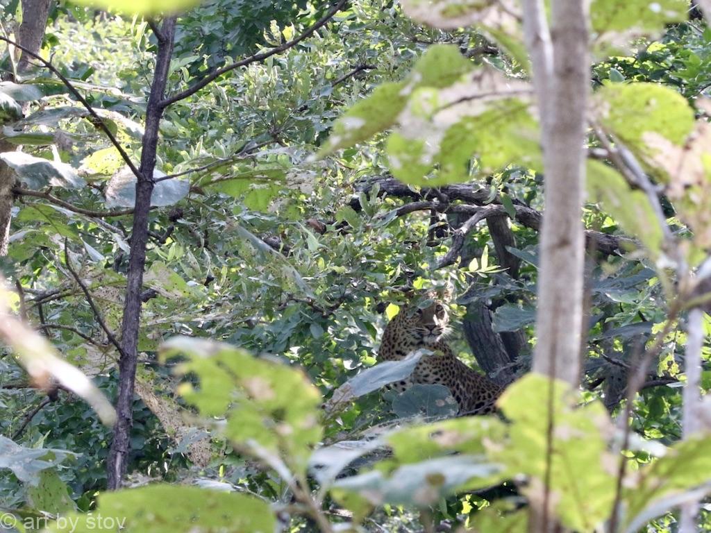 Leopard in a tree