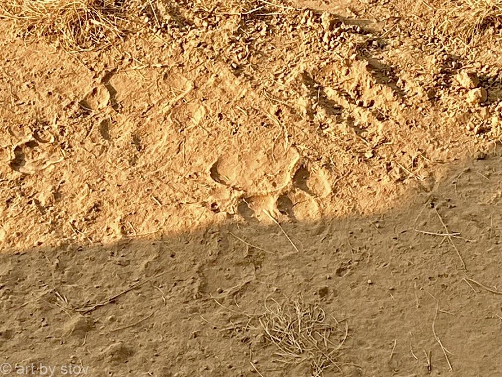 Pug marks in the dust