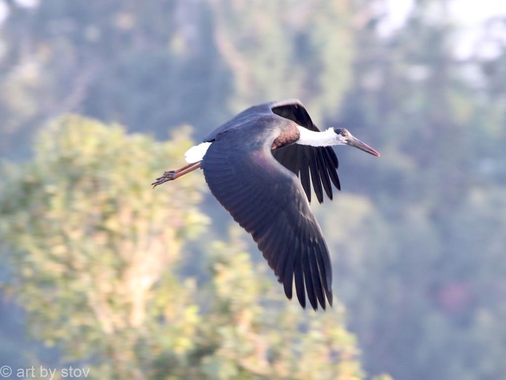 Wooly necked stork