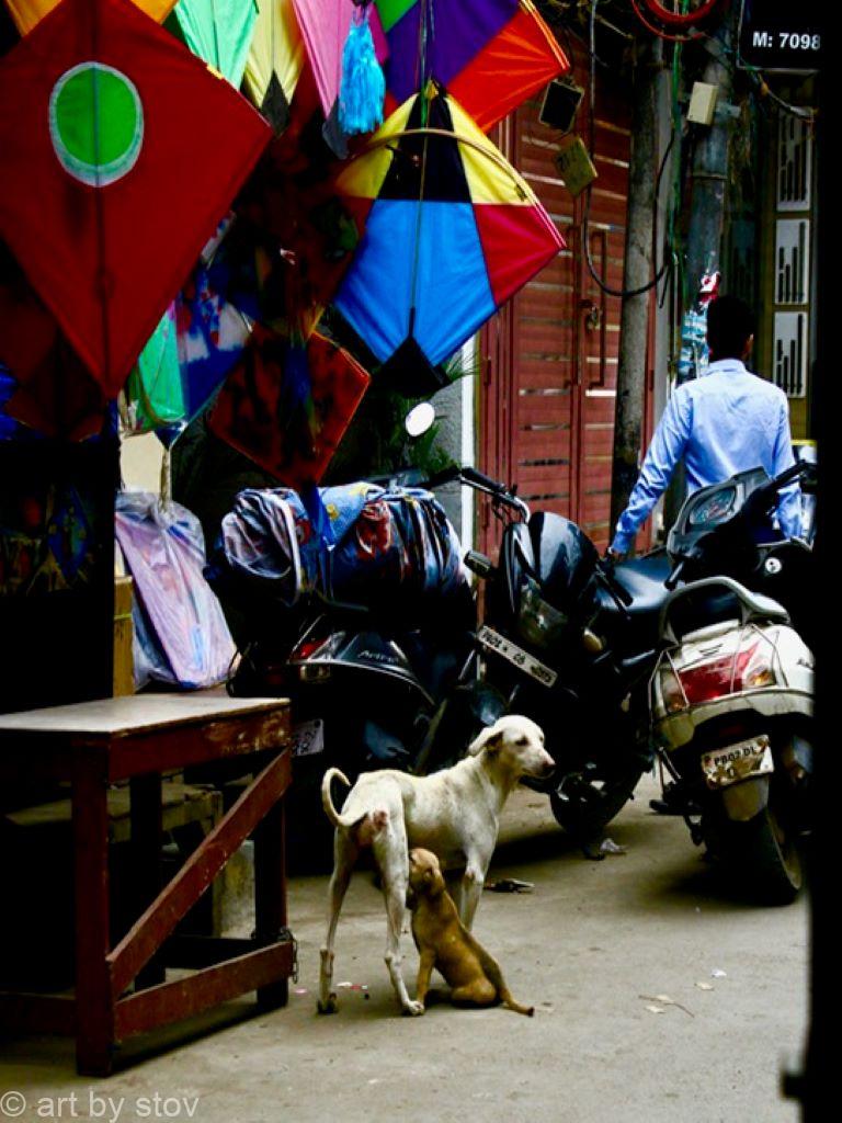 Two Dogs, three bikes and some kites