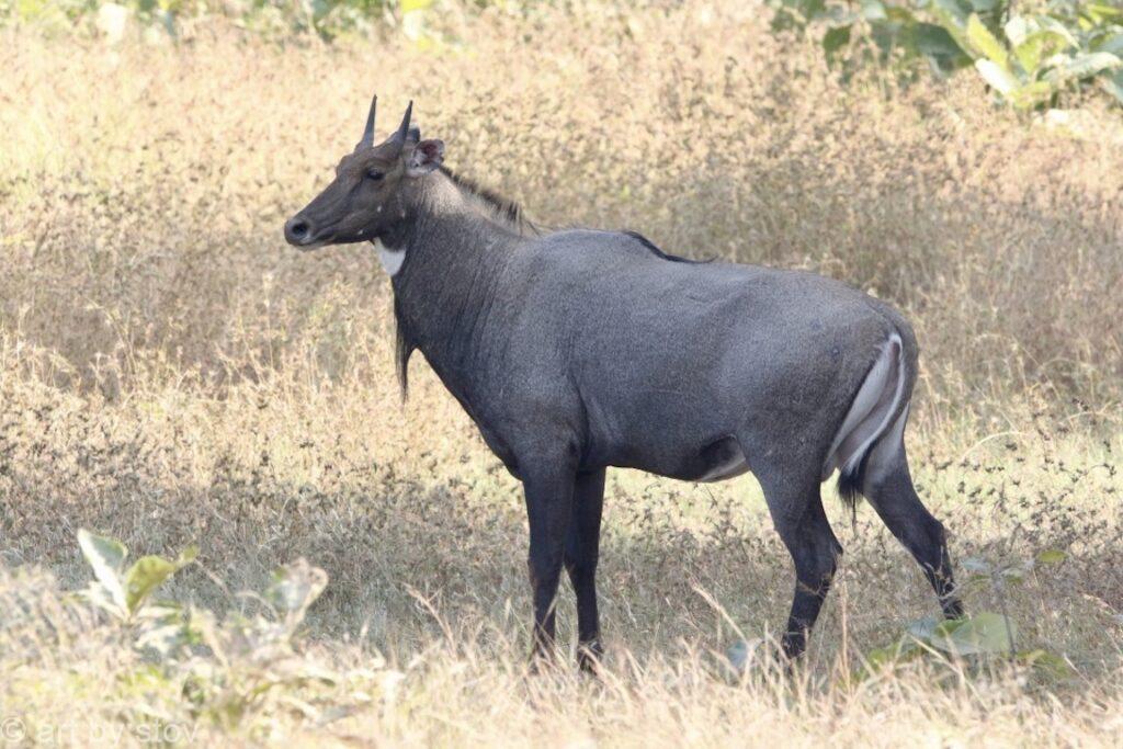 Blue Antelope (Nilgai) Bull