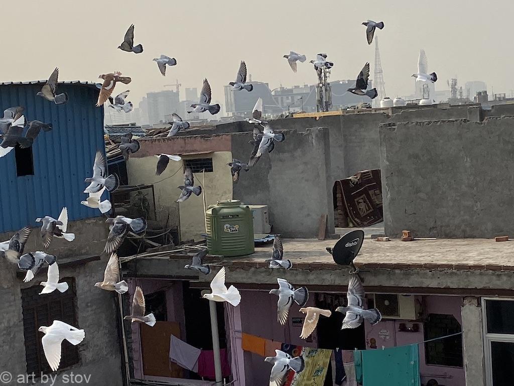 Pigeons flying Old Delhi